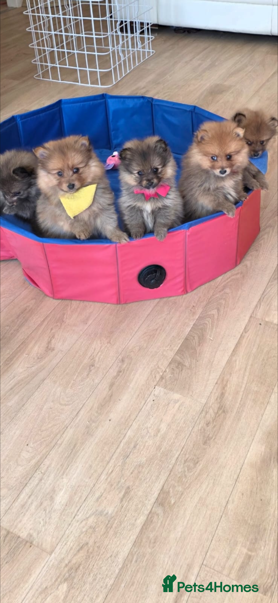 Pomeranian dogs Pomeranian  - Advert 2