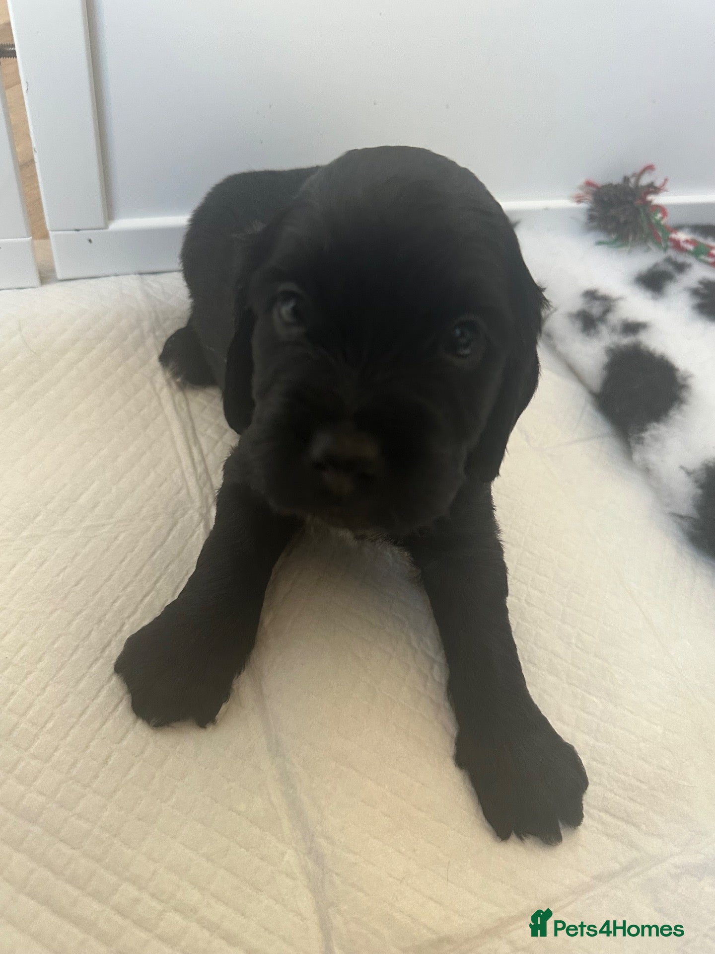 Cockapoo dogs 🐾 GORGEOUS FB1 COCKAPOO PUPPIES 3 boys available  - Advert 11