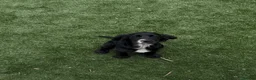 Cocker Spaniel dogs for sale: Working cocker spaniel  - Advert 2