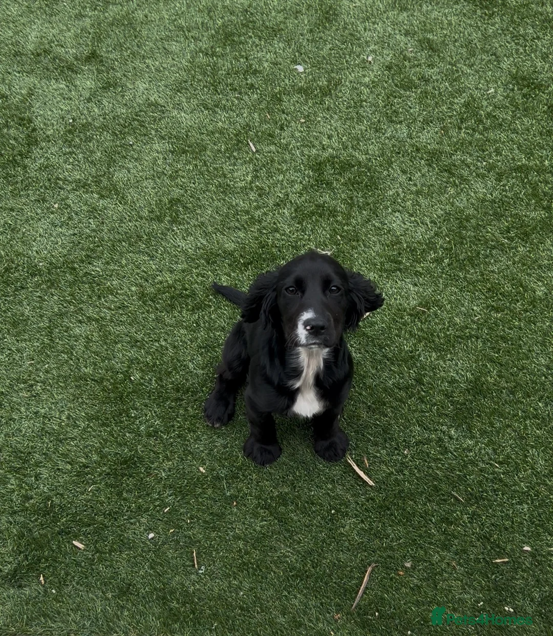 Cocker Spaniel dogs for sale: Working cocker spaniel  - Advert 2