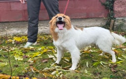 Border Collie dogs for adoption: Penny: The Puppy Left on the Roadside to Die - Image 3