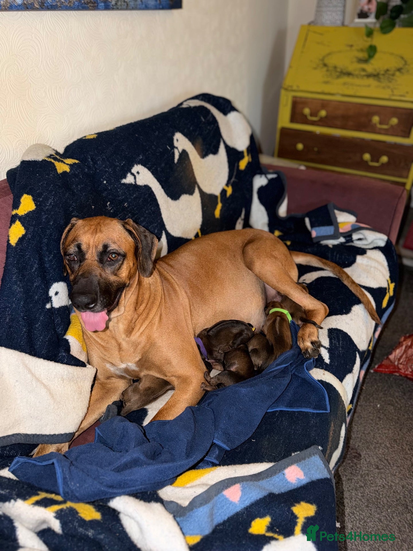 Rhodesian Ridgeback dogs for sale: Bred for beauty. Build and temperament. - Advert 1