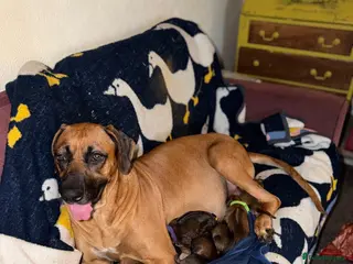 Rhodesian Ridgeback dogs Bred for beauty. Build and temperament. - Advert 1
