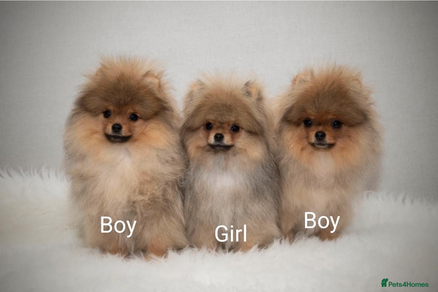 Pomeranian dogs for sale: Incredibly fluffy Pom puppies  - Advert 10