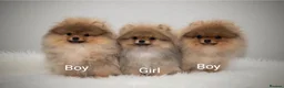 Pomeranian dogs for sale: Incredibly fluffy Pom puppies  - Advert 1