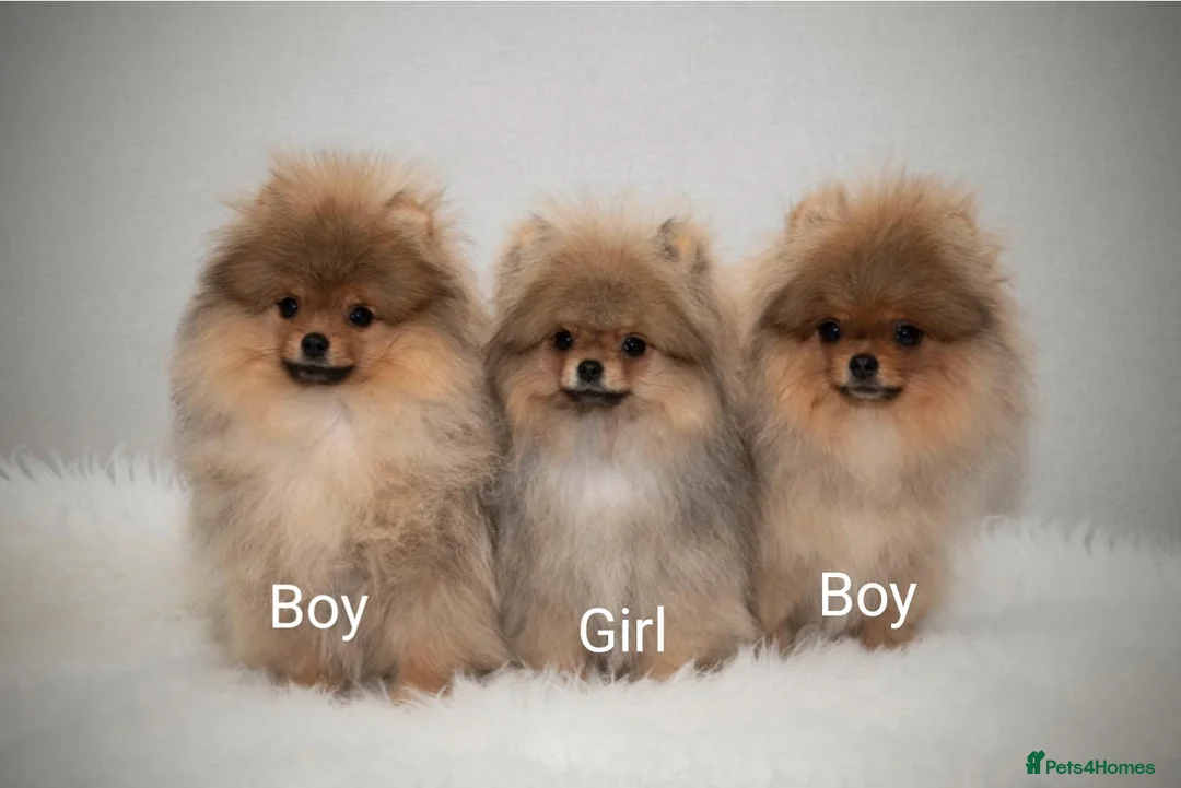 Pomeranian dogs for sale: Incredibly fluffy Pom puppies  - Advert 1