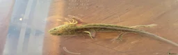 Axolotl reptiles for sale: Various axolotl juveniles available - Advert 7
