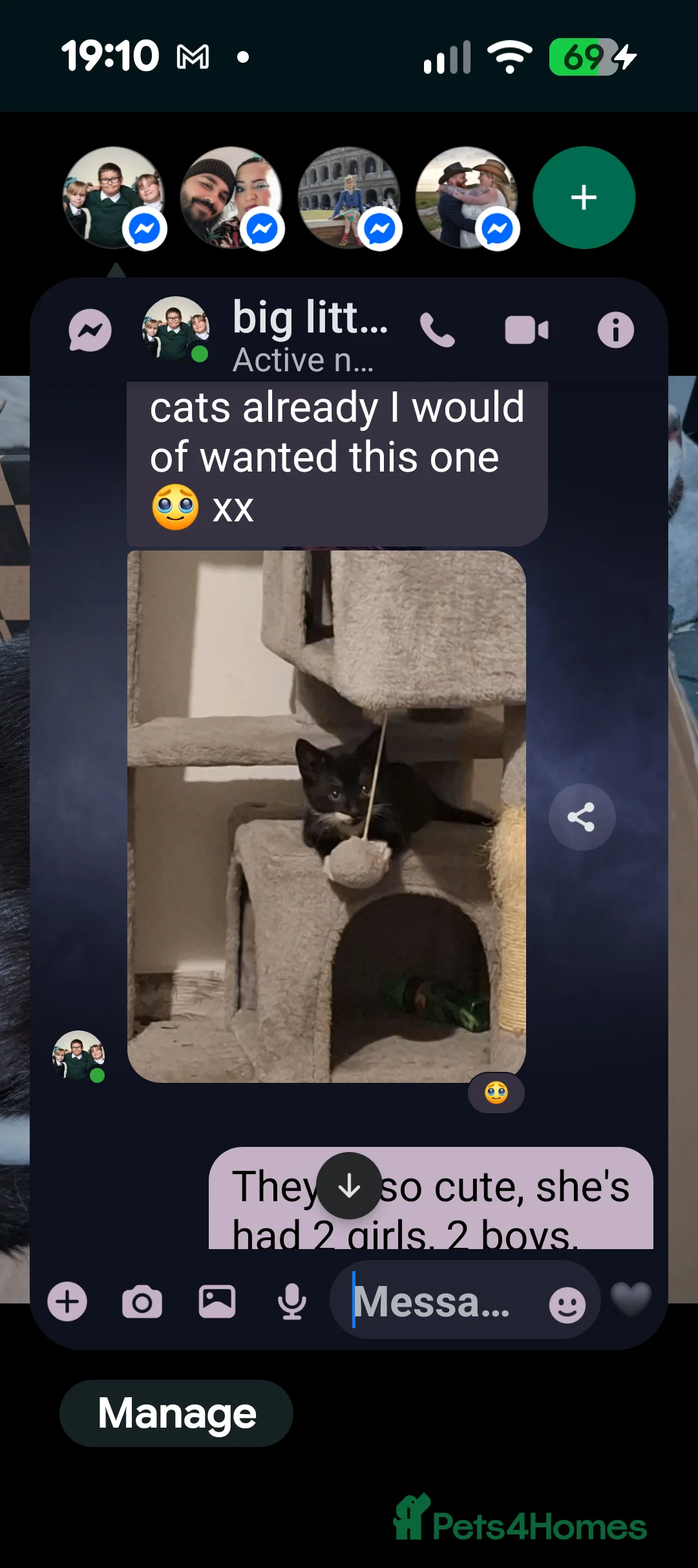 Mixed Breed cats for sale: Two tuxedo and two all black cats - Advert 5