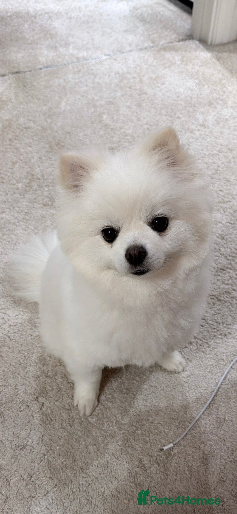 Pomeranian dogs Lovable Male Pomeranian  - Advert 5