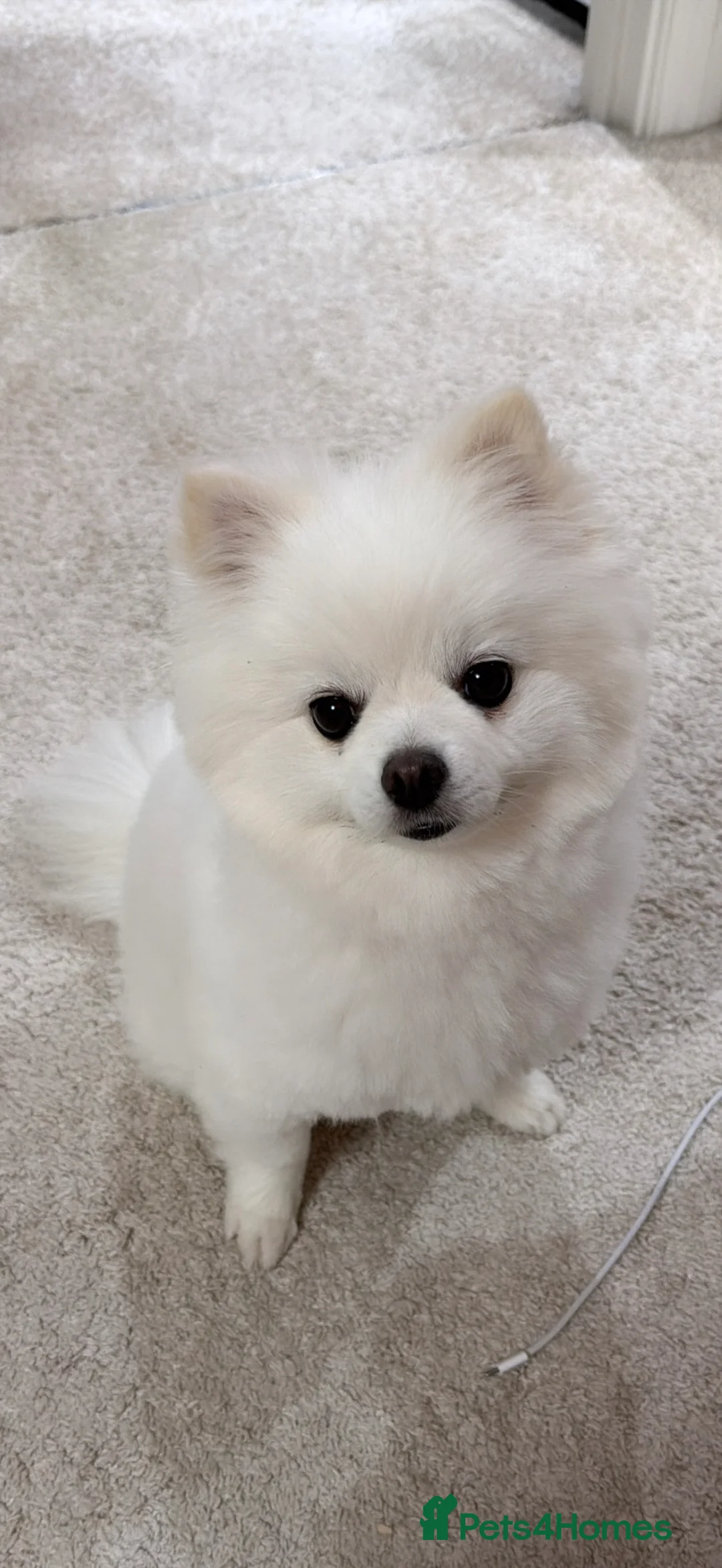 Pomeranian dogs for sale: Lovable Male Pomeranian  - Advert 1