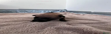 Belgian Shepherd Dog 5