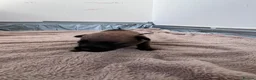 Belgian Shepherd Dog dogs for sale: Krowned_k9 Belgian malinois Puppies  - Advert 15