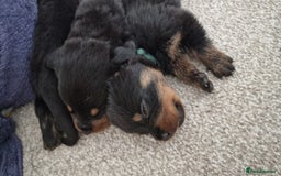 Rottweiler dogs for sale: KC Rottweiler Puppies - Image 10