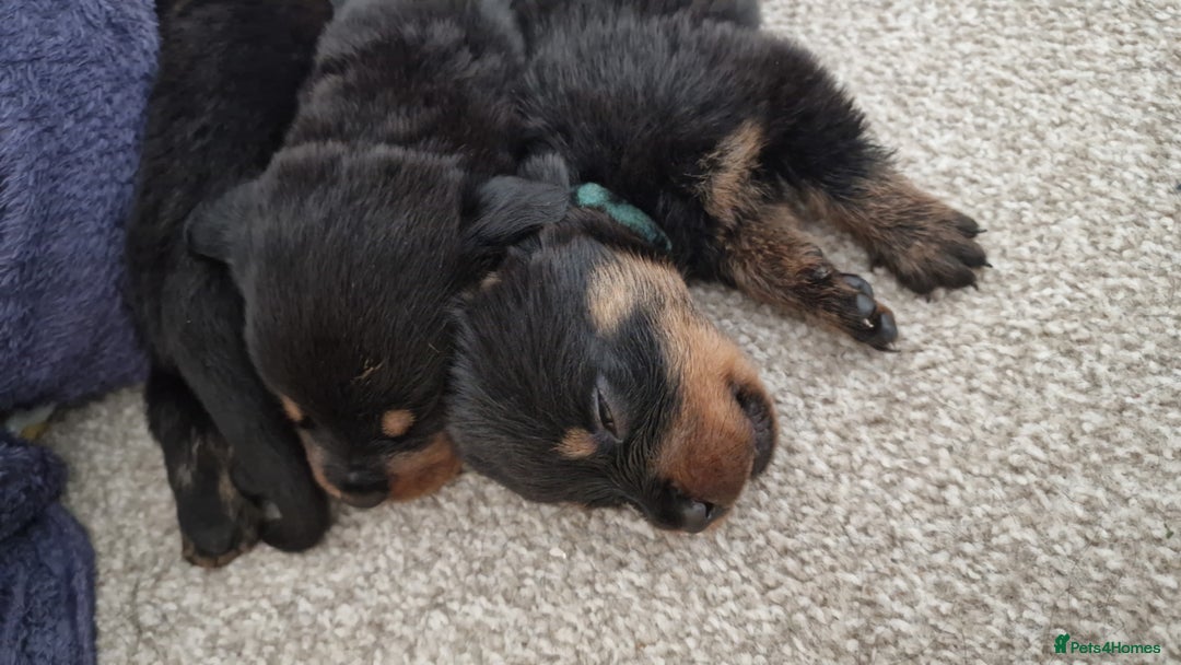 Rottweiler dogs for sale: KC Rottweiler Puppies - Image 10