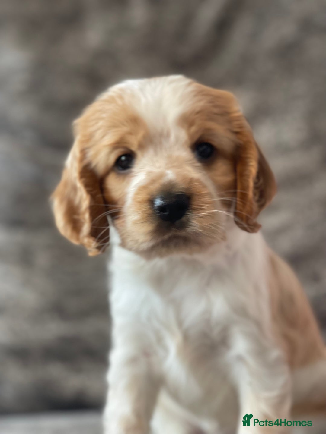 Cocker Spaniel dogs for sale: Top class cocker spaniel puppies  - Image 8