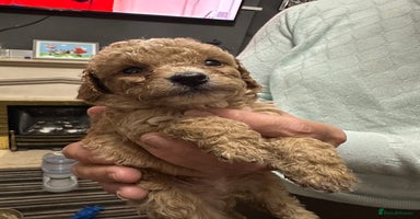 Cockapoo dogs - Advert 12