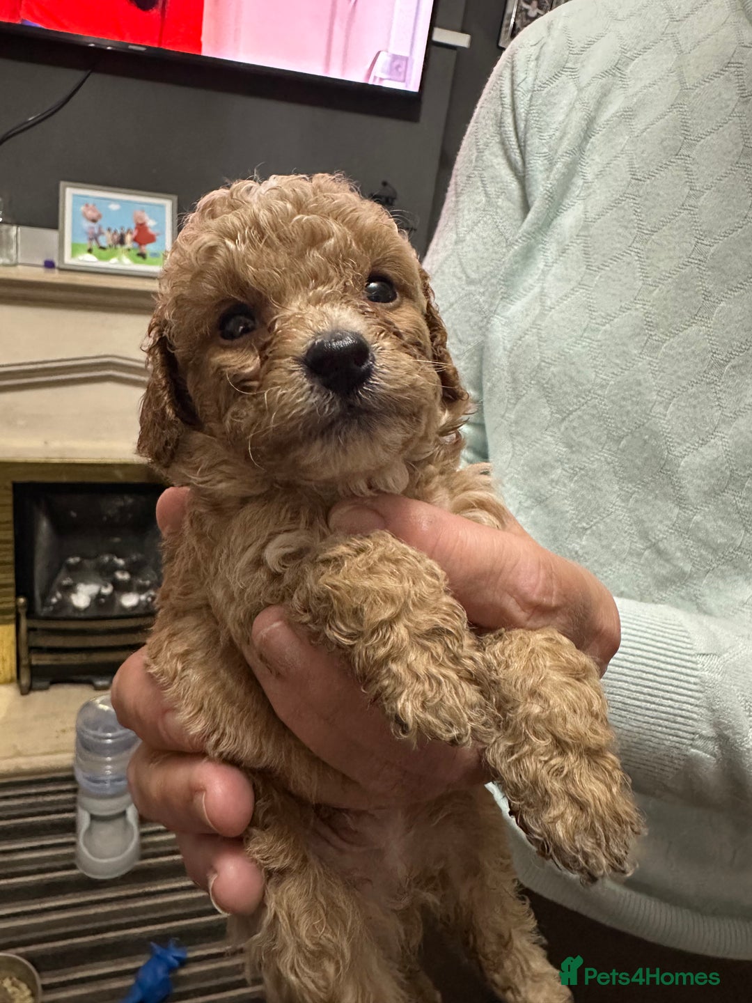 Cockapoo dogs for sale: Miniature cockapoo puppies - Image 3