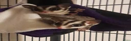 Sugar Glider rodents for sale: Bond pair of Male suger gliders. Both nurtured.  in Lincoln - Advert 7