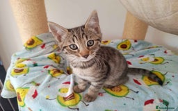 Bengal cats for sale: Bengal Torbie mix kittens, 1 female, 2 male - Image 9