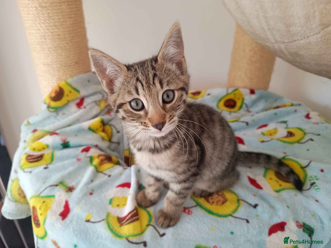 Bengal cats for sale: Bengal Torbie mix kittens, 1 female, 2 male - Image 9