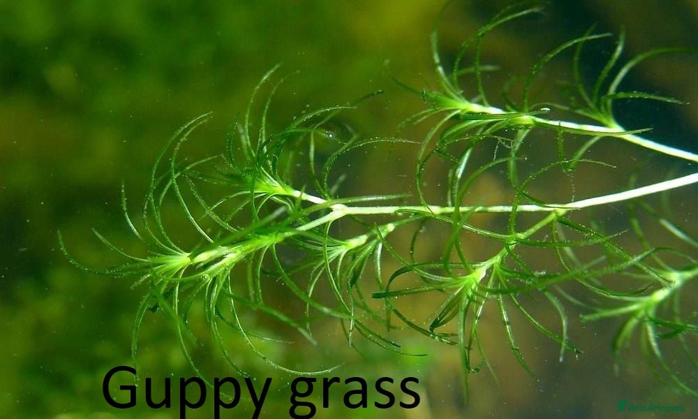 Corys fish Guppy grass*Riccia*CHEMICAL FREE*BUY 2 Get 1 FREE* - Advert 15