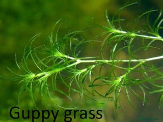 Corys fish Guppy grass*Riccia*CHEMICAL FREE*BUY 2 Get 1 FREE* - Advert 15