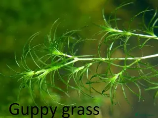 Corys fish Guppy grass*Riccia*CHEMICAL FREE*BUY 2 Get 1 FREE* - Advert 4