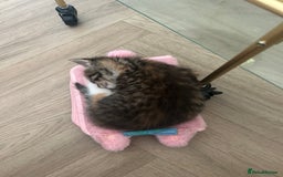 Mixed Breed cats for sale: Four mixed bread kittens  - Image 6