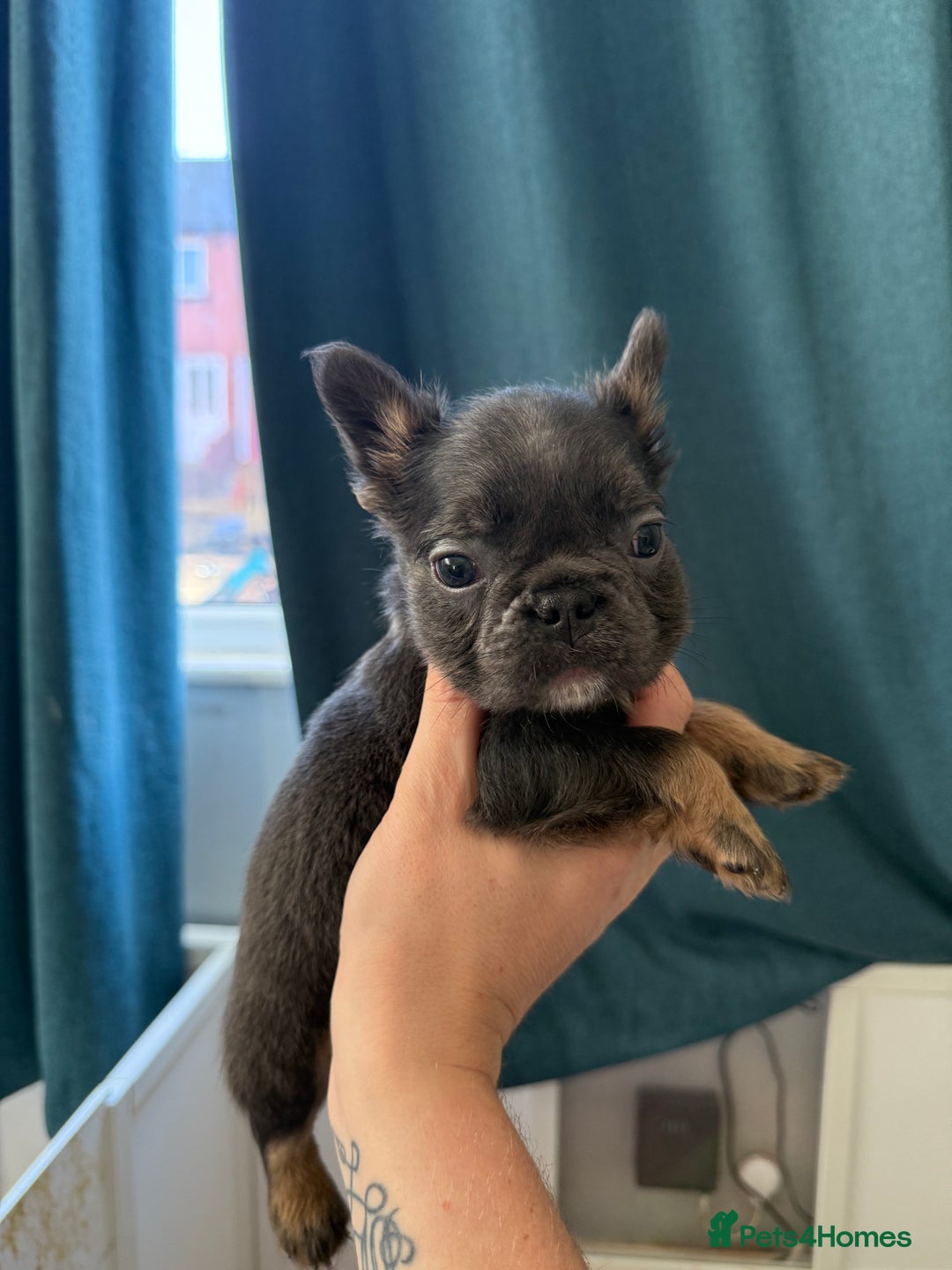 French Bulldog dogs for sale: Fluffy French Bulldogs 4 boys left  - Image 23