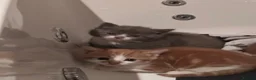 Mixed Breed cats for sale: Kittens for sale  - Advert 3