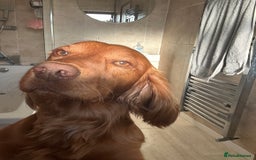 Cocker Spaniel dogs for stud: Working cocker spaniel stud  - Image 8