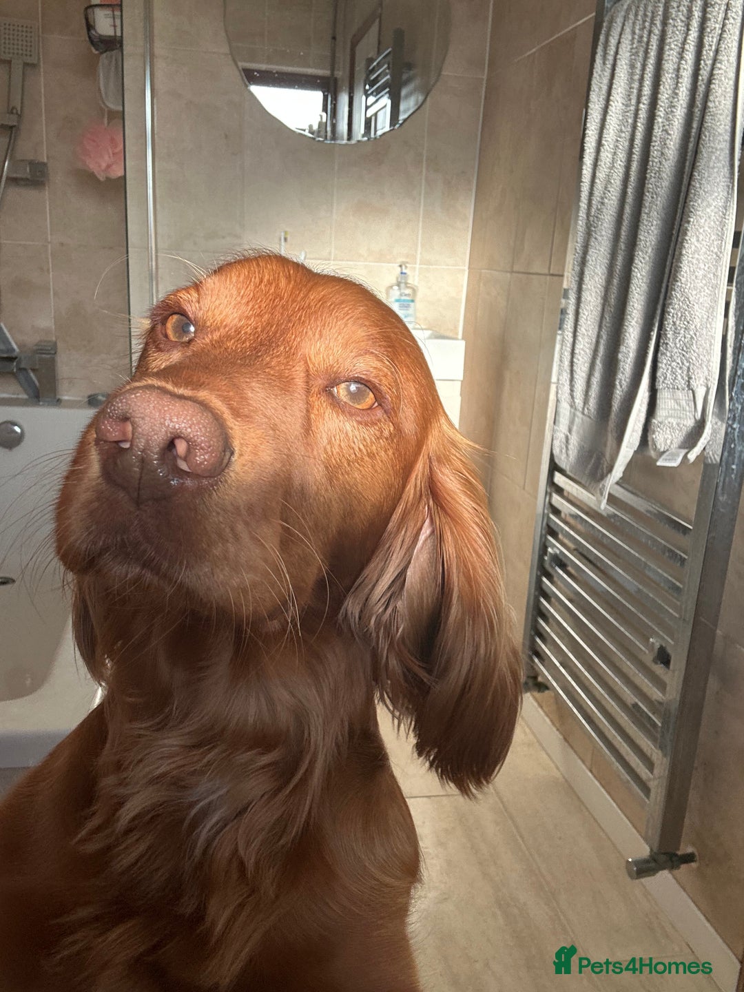 Cocker Spaniel dogs for stud: Working cocker spaniel stud  - Image 8