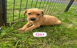 Labrador Retriever dogs for sale: Labrador Retriever Puppies  - Image 8