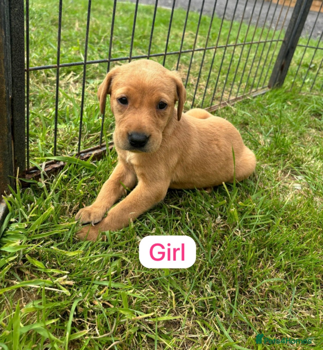 Labrador Retriever dogs for sale: Labrador Retriever Puppies  - Image 8