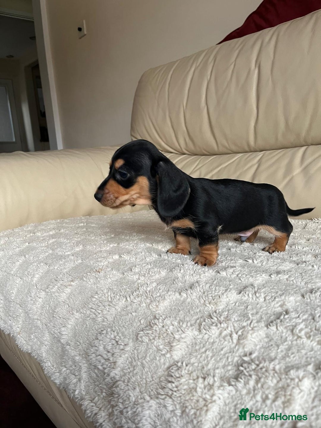 Miniature Dachshund dogs for sale: Stunning miniature dachshunds pups - Advert 10