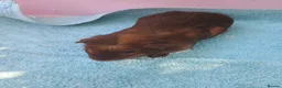 Guinea Pig rodents for sale: Baby guinea pigs - Advert 12