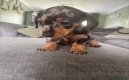 Miniature Dachshund dogs for sale: Blue/tan/dapple KC registered miniature dachshunds in Heywood - Image 5
