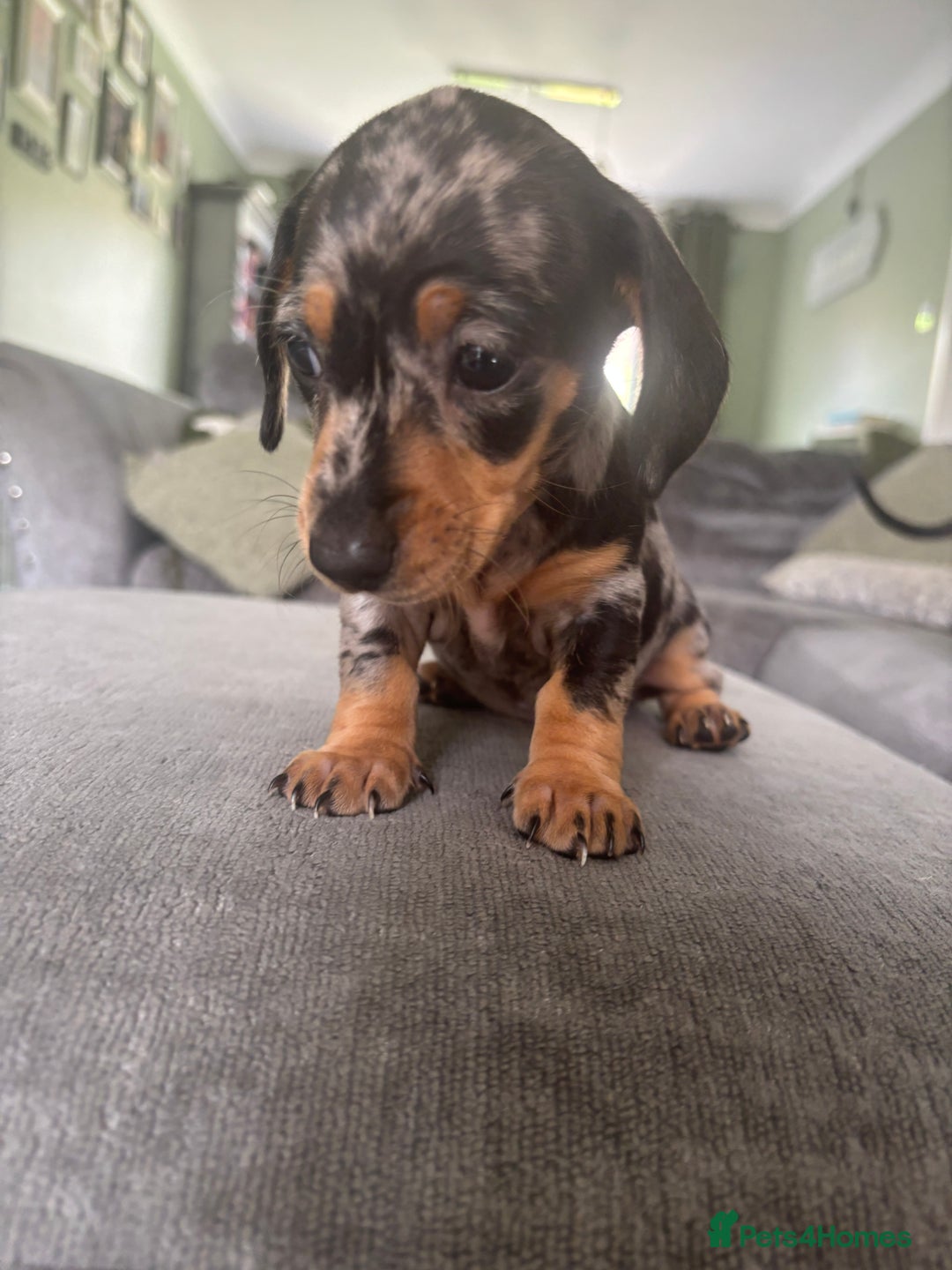 Miniature Dachshund dogs for sale: Blue/tan/dapple KC registered miniature dachshunds in Heywood - Image 5