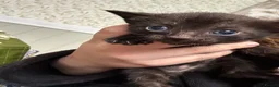 Mixed Breed cats for sale: 2 gorgeous black boys - Advert 2