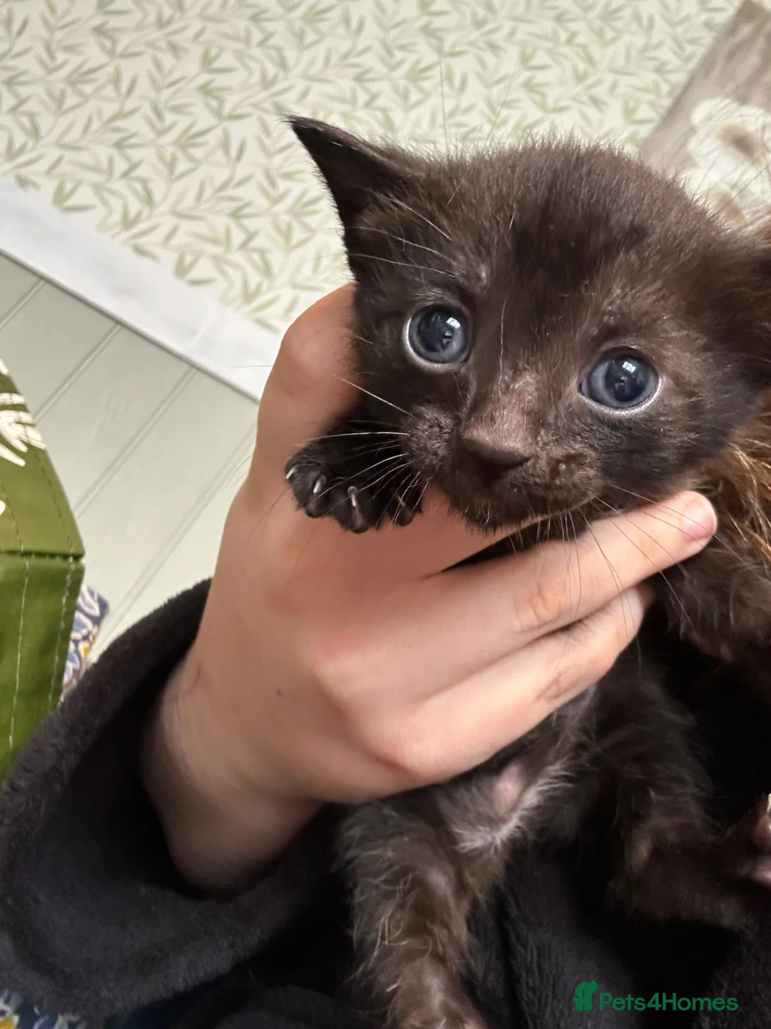 Mixed Breed cats for sale: 2 gorgeous black boys - Advert 2