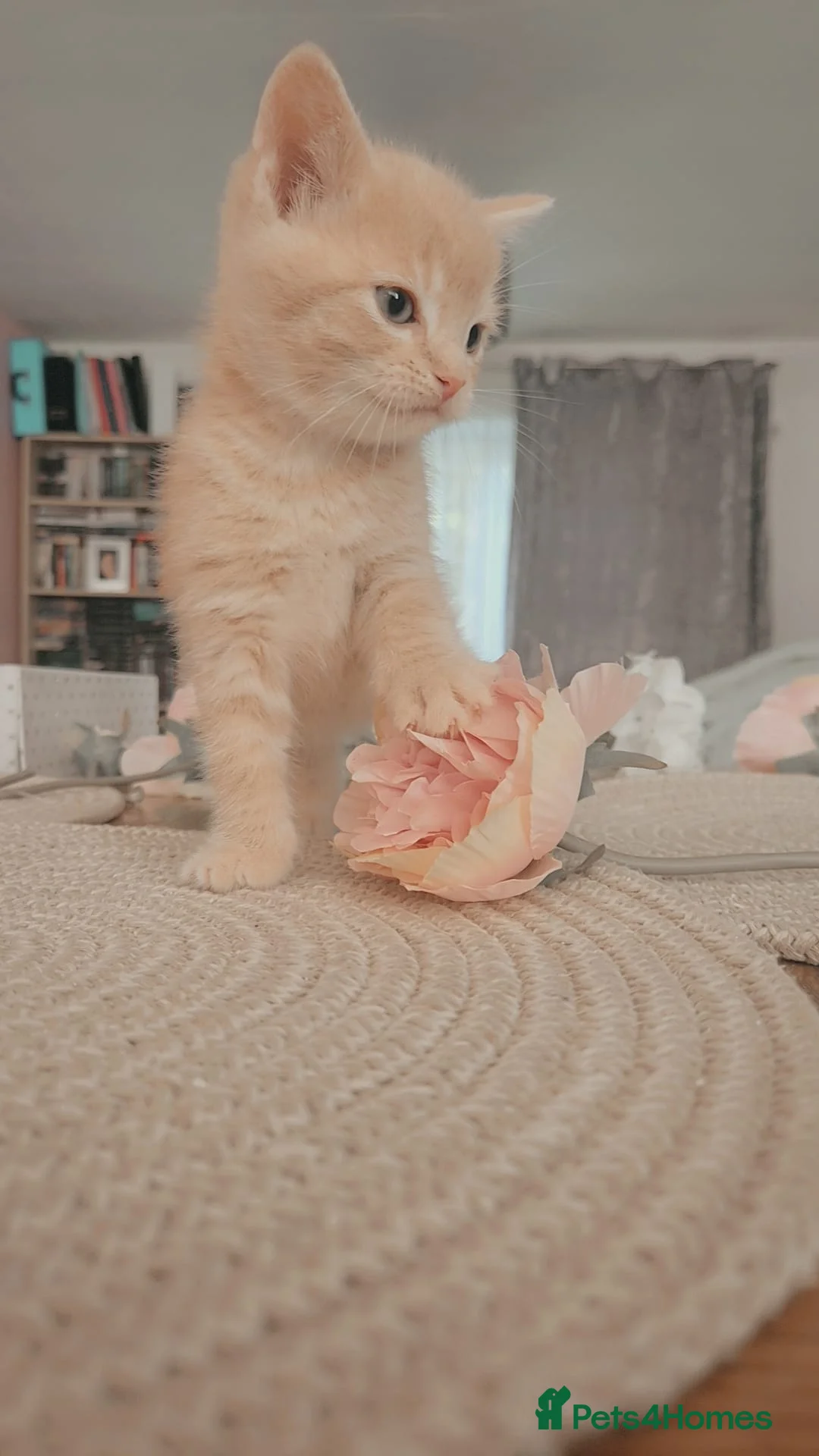 Mixed Breed cats for sale:  🐾 Adorable Scottish Mix Kittens ! 🐾 - Advert 2