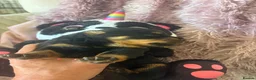Rottweiler dogs for sale: Stunning litter of Rottweiler babies  - Advert 14