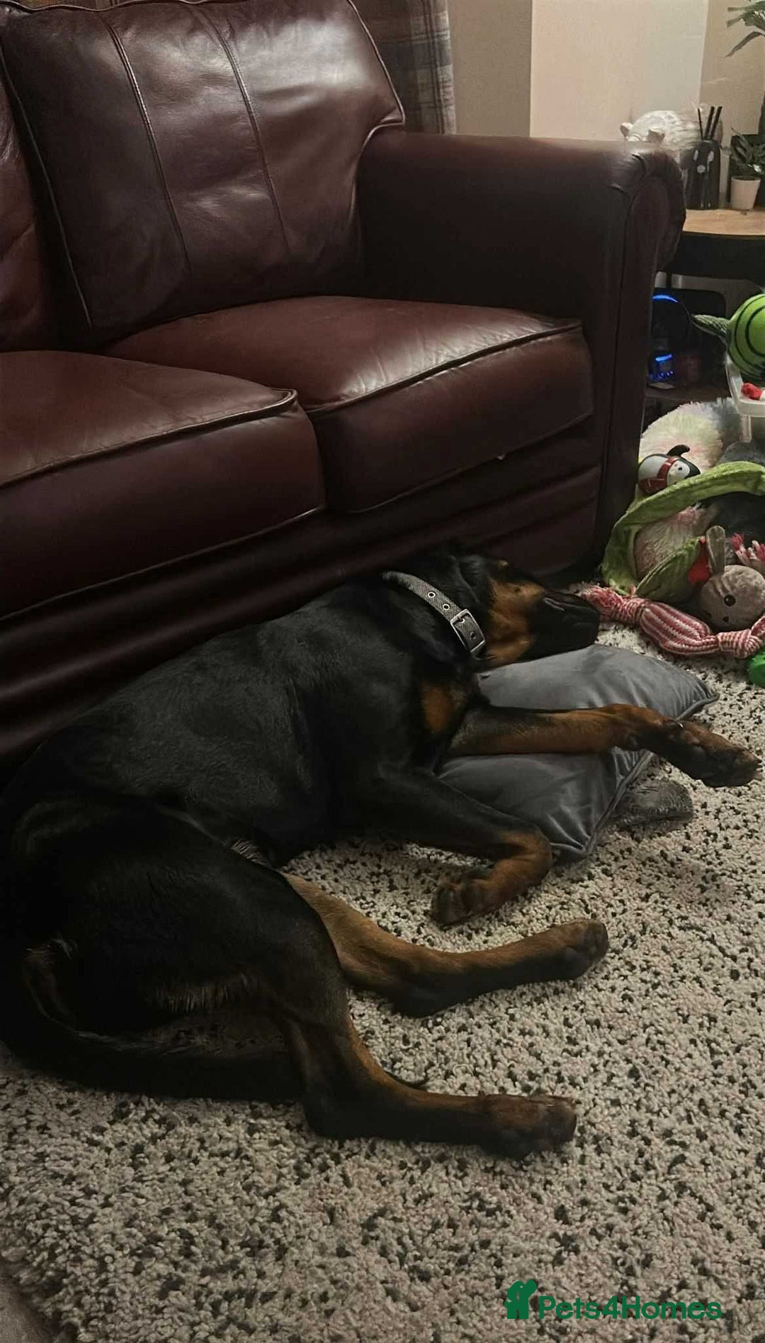 Mixed Breed dogs for adoption: Meet Nova, currently residing in Liverpool  - Advert 3