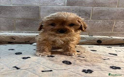 Cockapoo dogs for sale: 🐶 Gorgeous F1 Cockapoo Puppies –  Vet Checked  - Image 11
