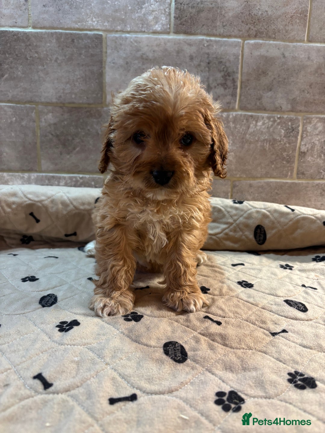 Cockapoo dogs for sale: 🐶 Gorgeous F1 Cockapoo Puppies –  Vet Checked  - Image 11