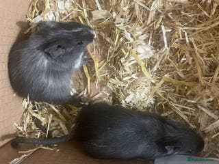 Degus rodents Baby degus - Advert 11