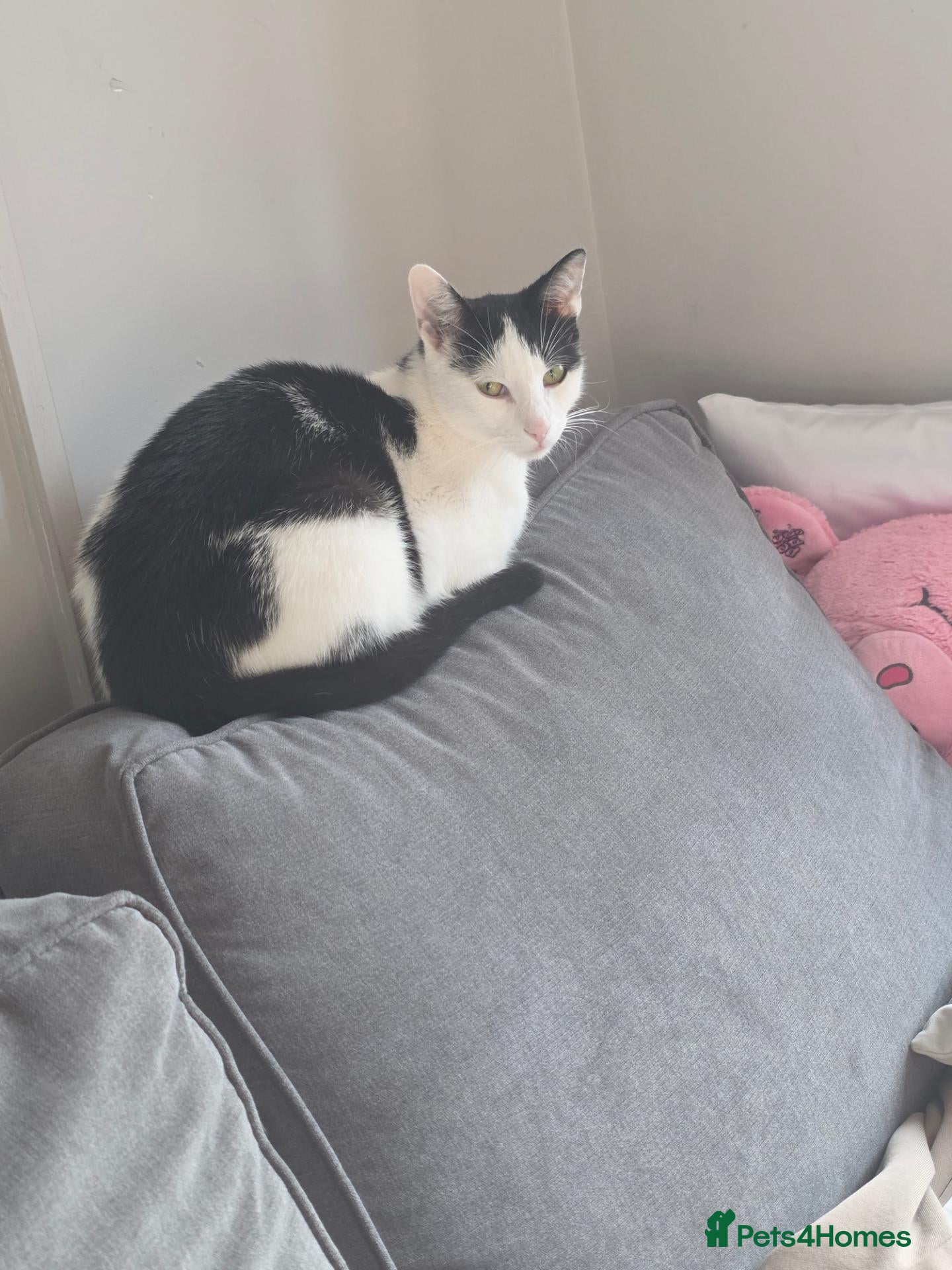 Mixed Breed cats for sale: Cow patch mixed with tuxedo  - Advert 1