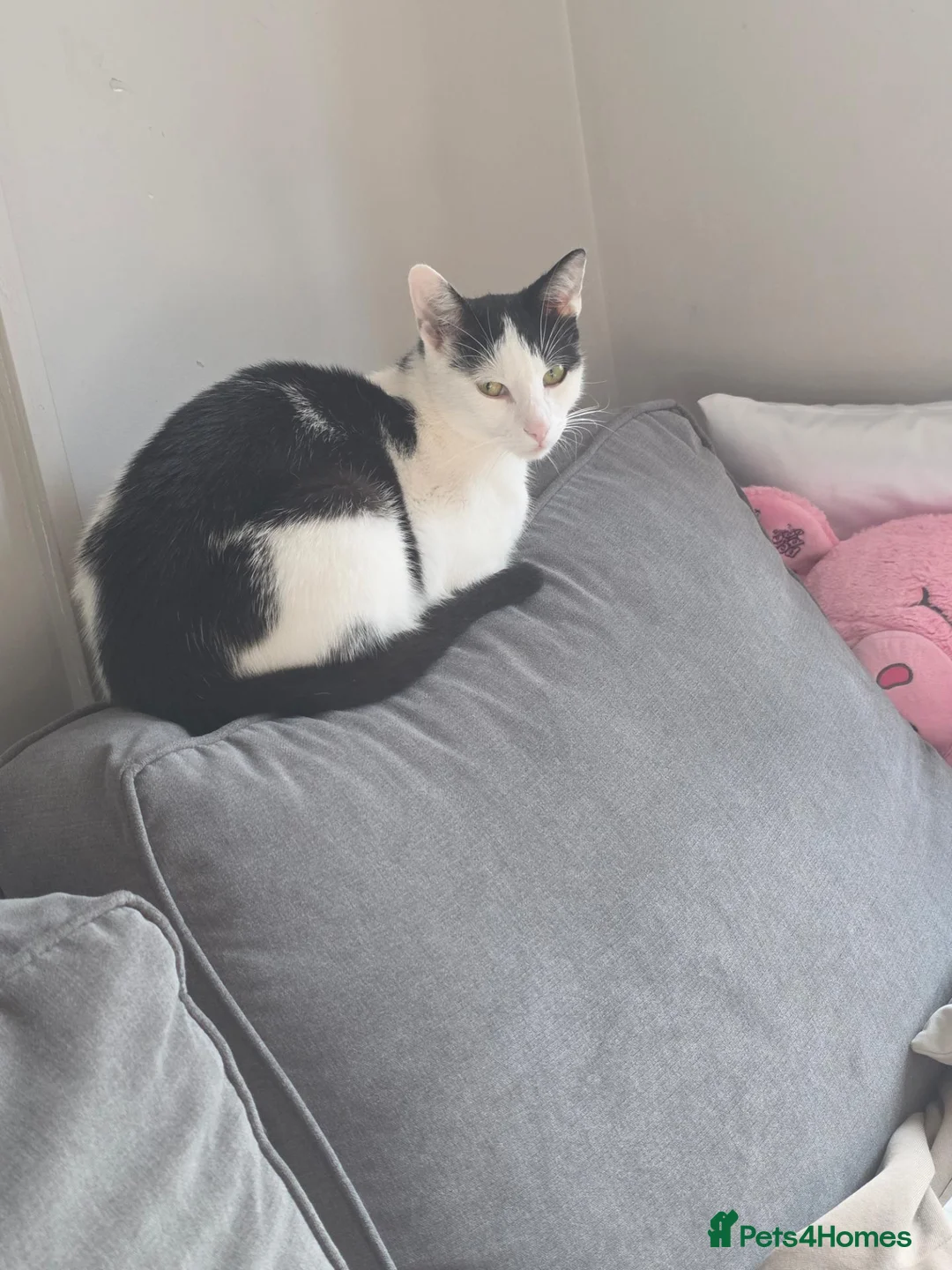 Mixed Breed cats for sale: Cow patch mixed with tuxedo  - Advert 1