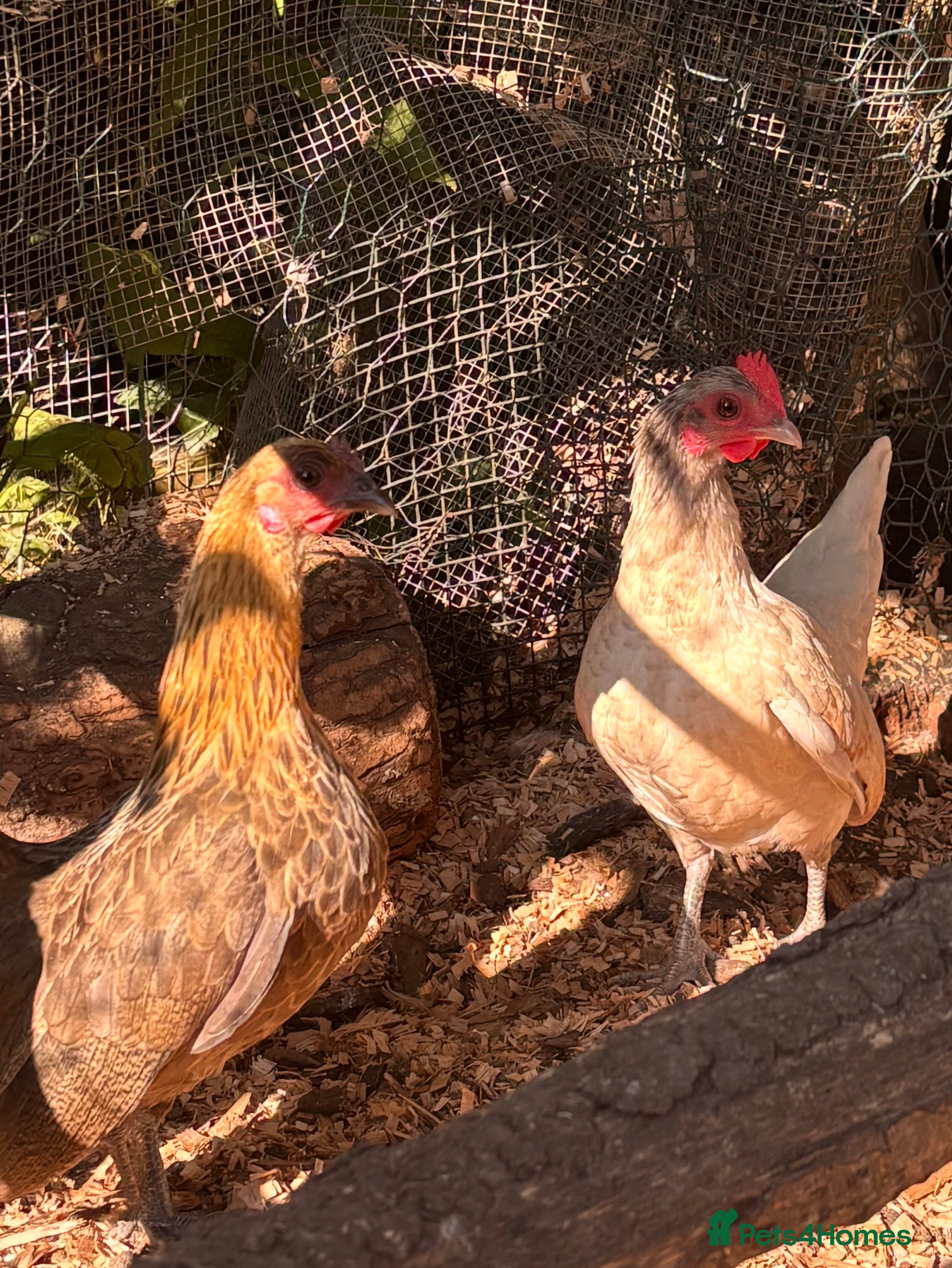 Chickens poultry Serama Hens Pullets coming into lay  - Advert 2