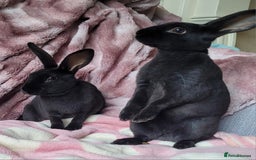 Rex rabbits for sale: Mini Rex babies- various colours & ages - Image 4